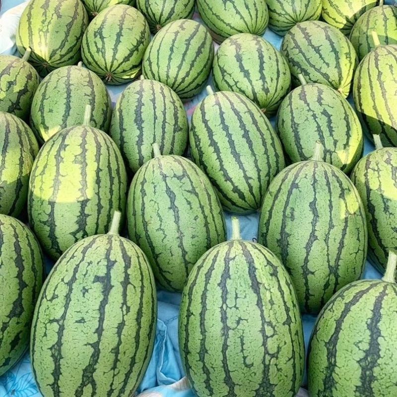 早春红玉小吊瓜大量上市产地直发对接市场商超社区团购量大从优