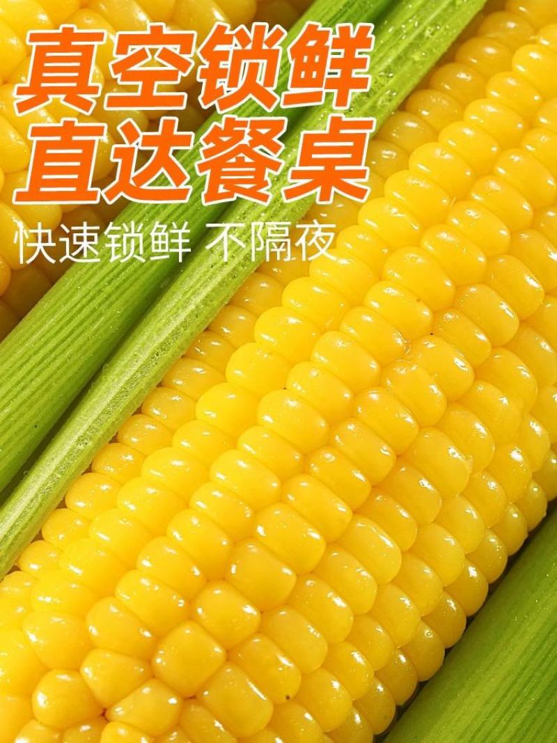 2025年头茬东北真空糯玉米黄糯精选棒可贴牌代工全年供货