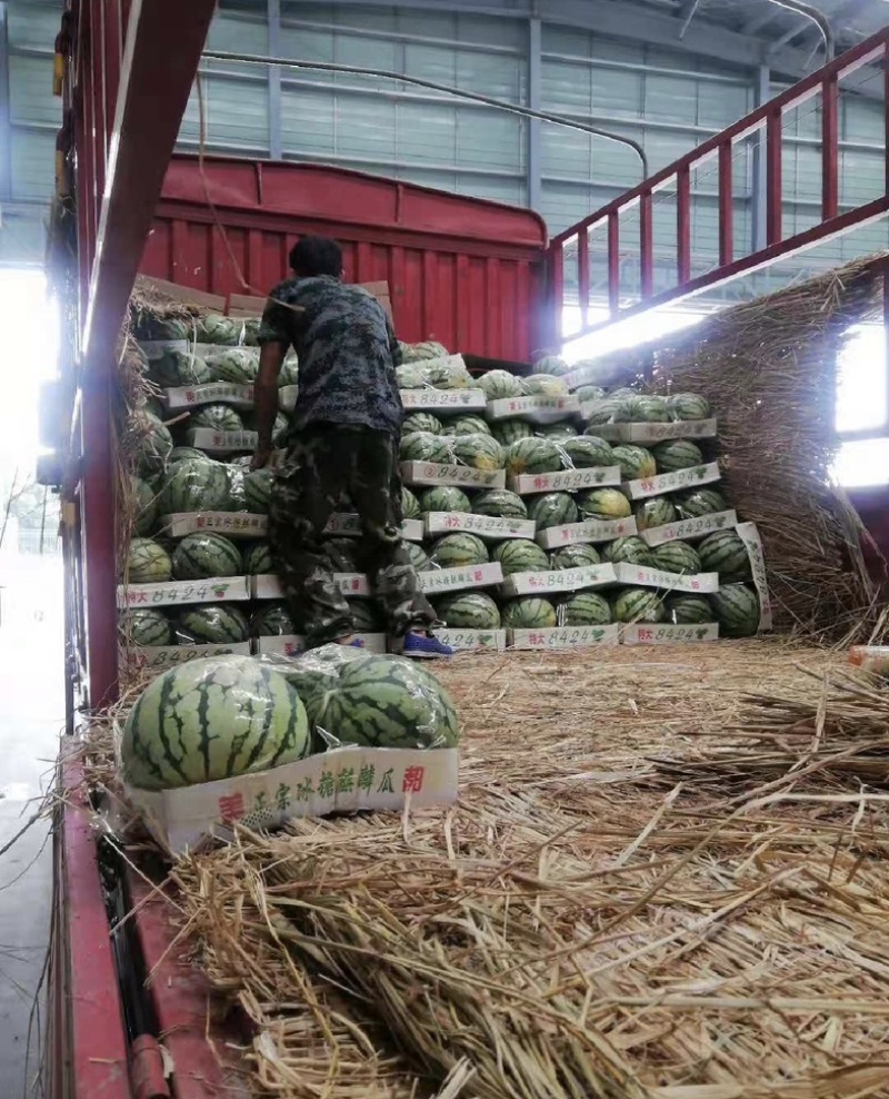 河南西瓜大量上市！美都、甜王、8424、麒麟金城5都有