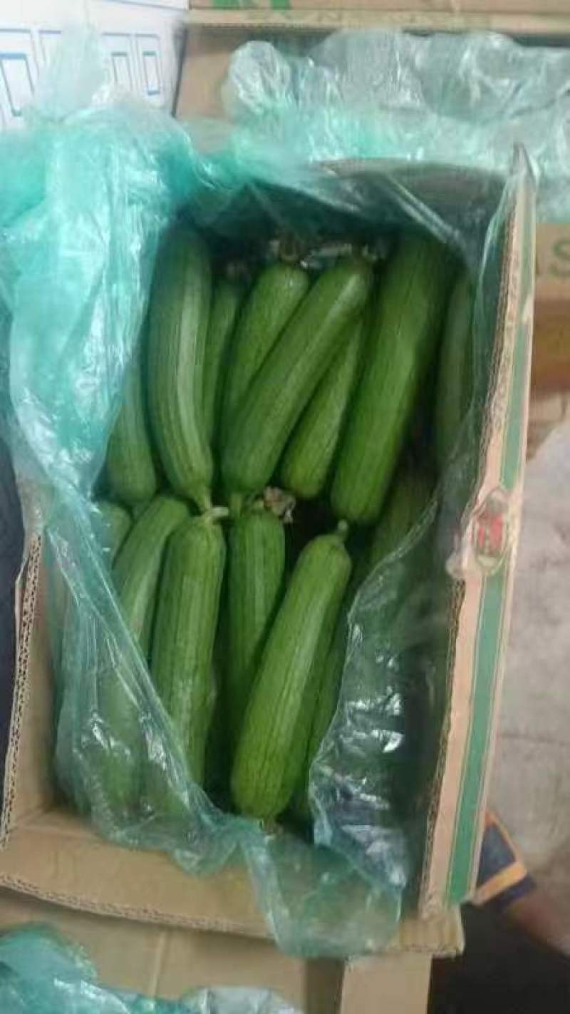 油皮丝瓜