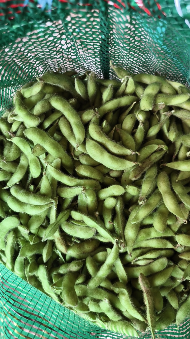 精品翠绿宝毛豆个头大饱满度适合电商团购市场