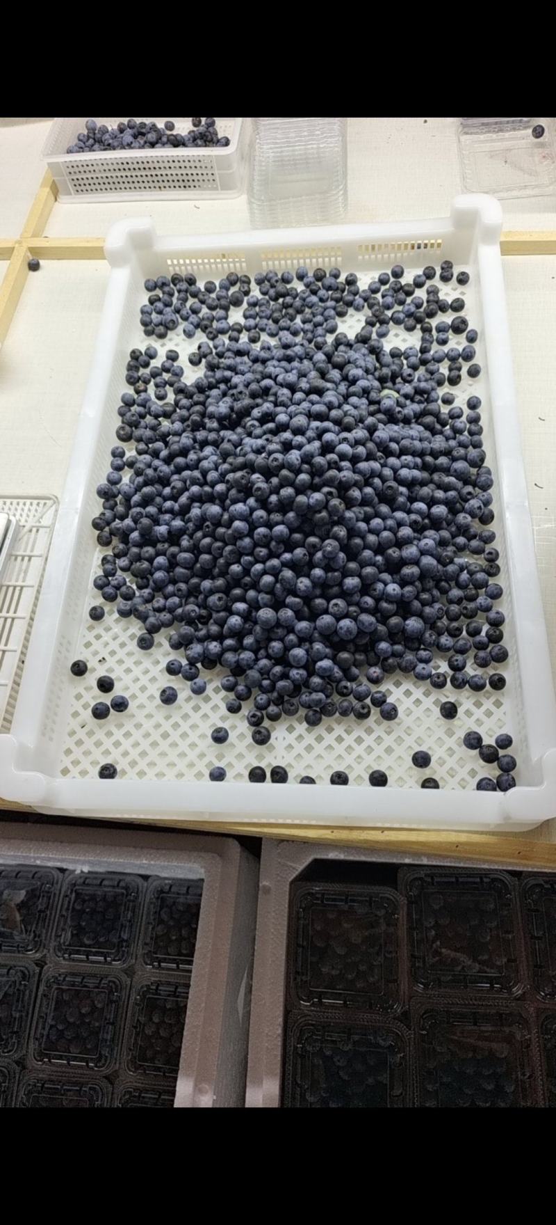 专业包装蓝莓