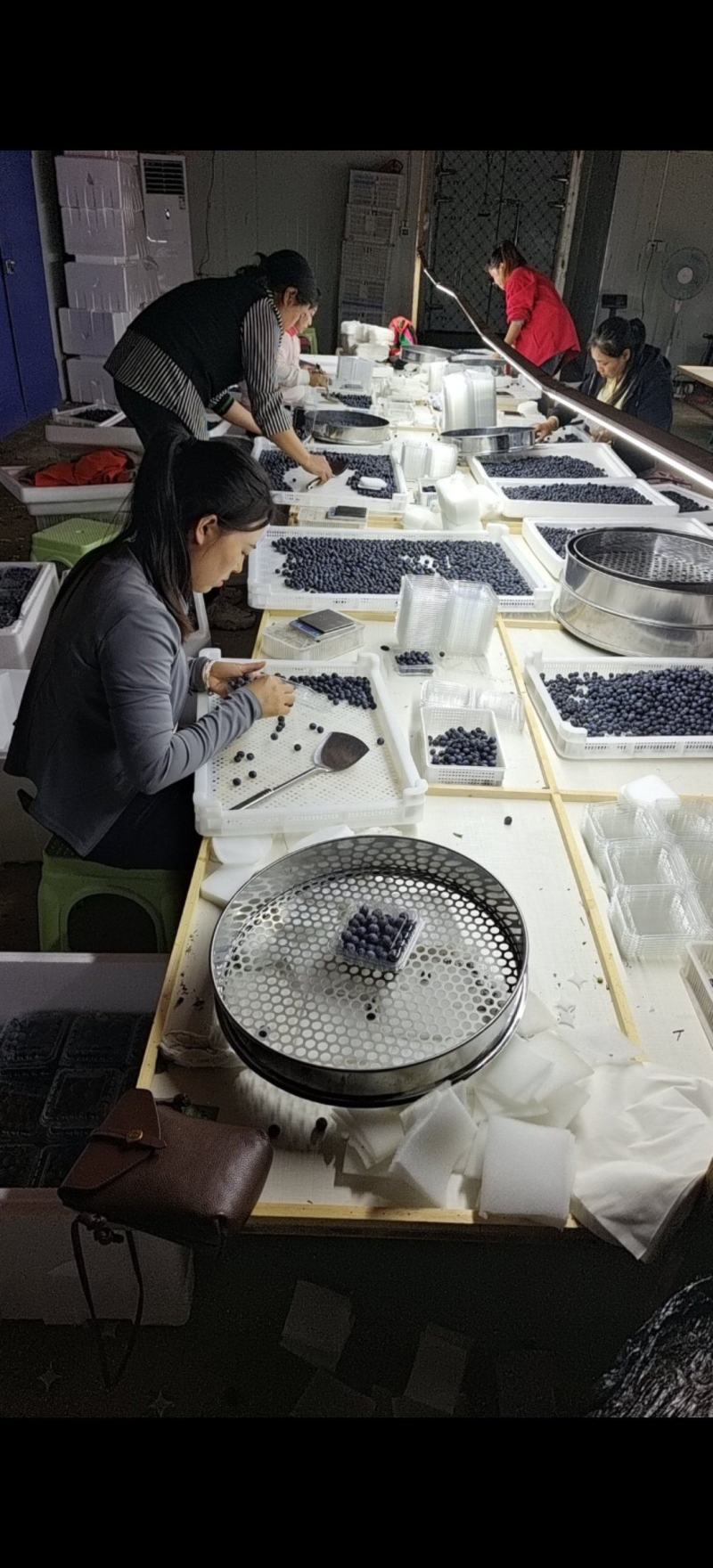 专业包装蓝莓