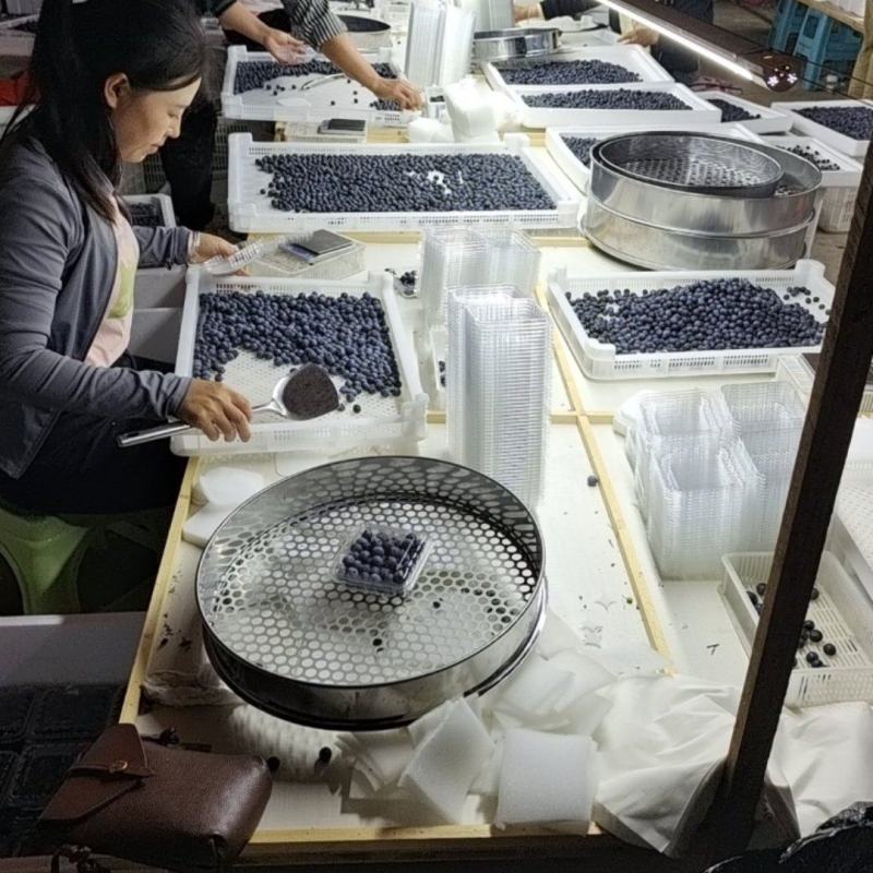 专业包装蓝莓
