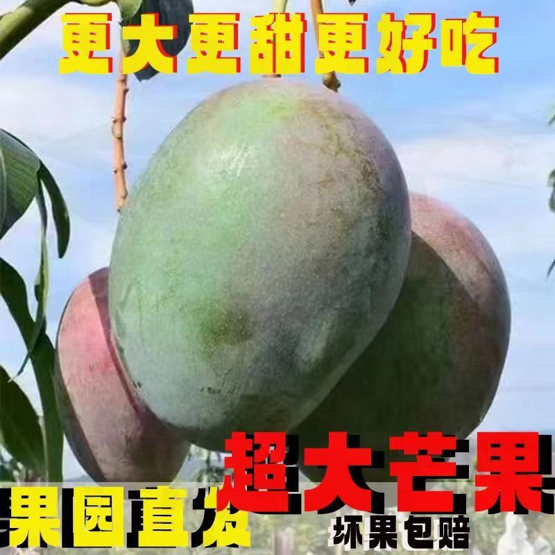 芒果凯特四川攀枝花大芒果超甜特大号新鲜水果批发9斤装整