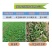 埃森30%氨氯吡啶酸二氯吡啶酸春油菜阔叶杂草农药除草剂
