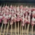 羊肉串肉质细嫩羊肉串接受定制电商社区团购