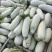 费县羊角蜜大量供应