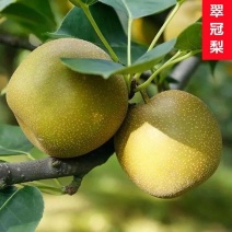 广现季翠冠梨黄花梨水果新鲜现摘时令当季整箱10斤5斤批