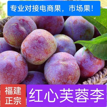 正宗福建芙蓉李子红心李专业对接电商果多多美团仓库社区团购