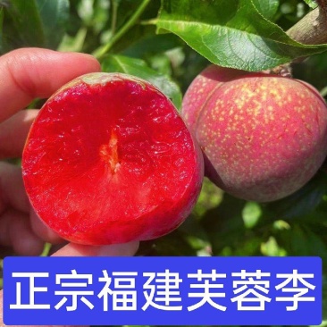 正宗福建芙蓉李子红心李专业对接电商果多多美团仓库社区团购