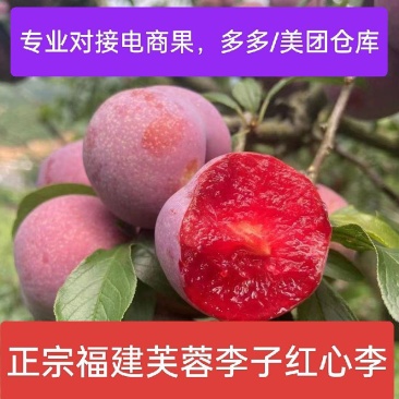 正宗福建芙蓉李子产地直销，大量上市，一件代发，专业代办！