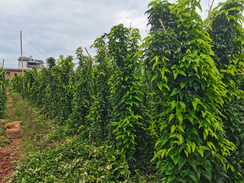 云南灵芝山药糯香甜软产地现发