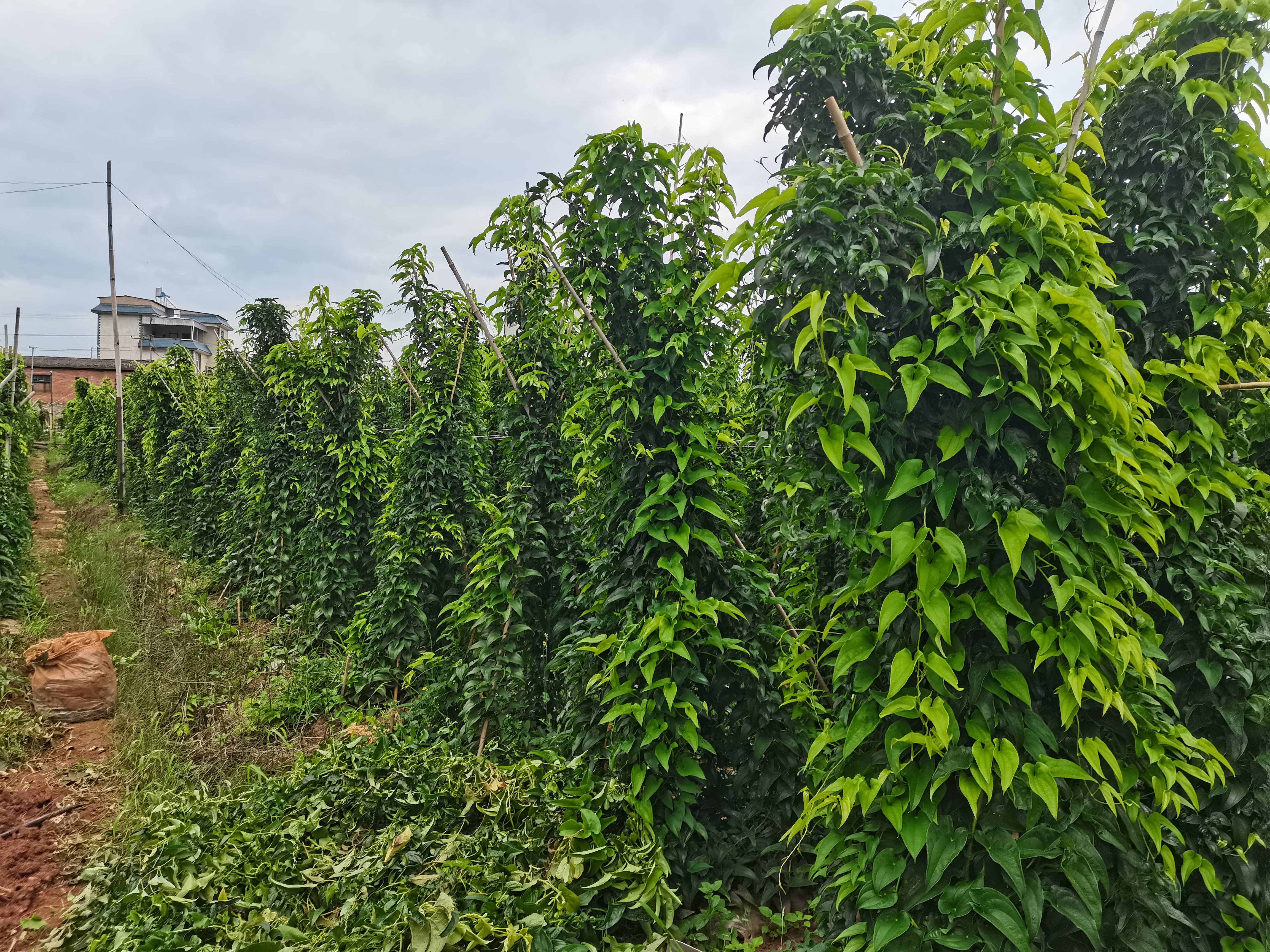 山药种植田实景