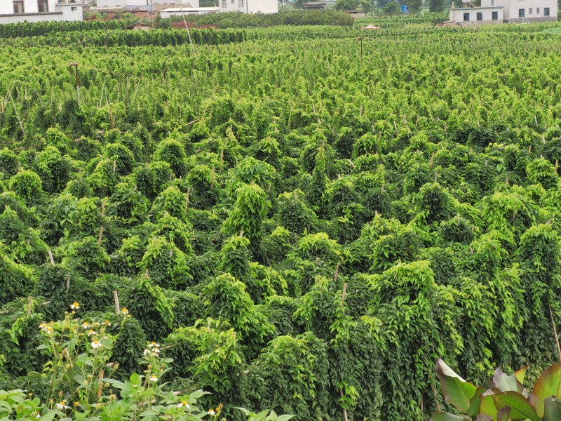 云南灵芝山药糯香甜软产地现发