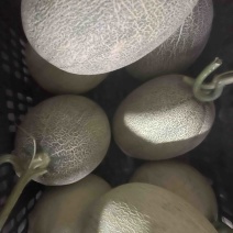 小蜜25海洋网纹大量上市
