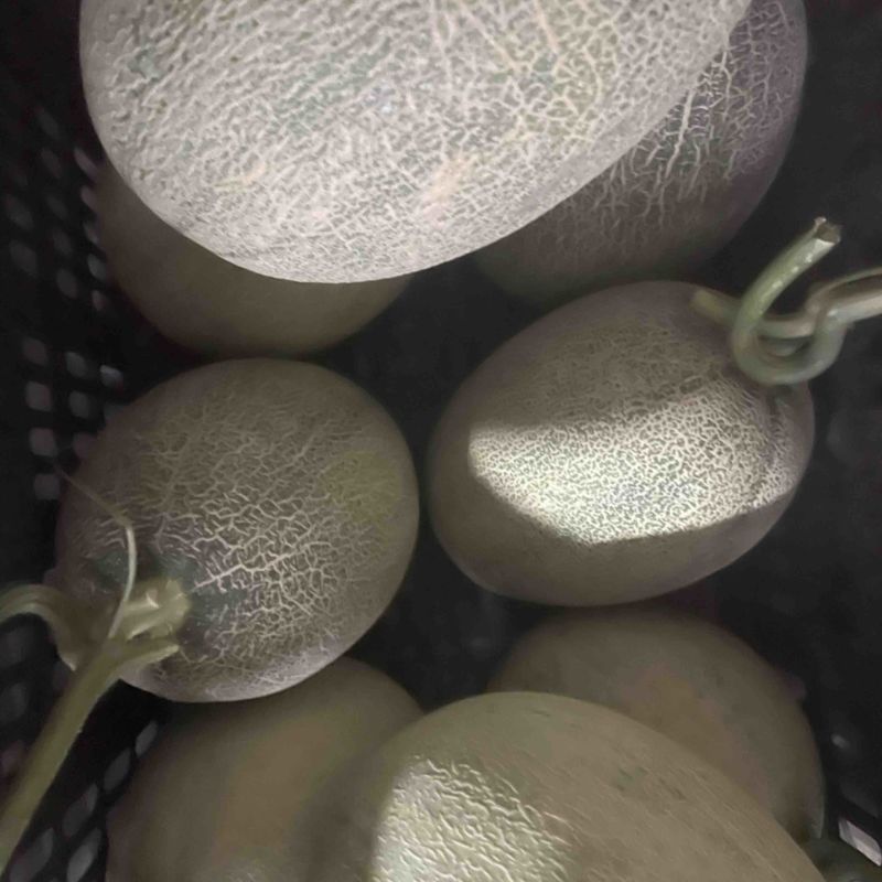 小蜜25海洋网纹大量上市