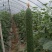 江苏本地黄瓜顶花带刺，量大从优，大量有货，新鲜采摘