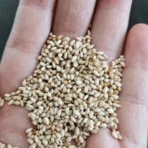 【实力推荐】精选芝麻仁品质保障货源充足色选芝麻
