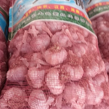 紫皮大蒜