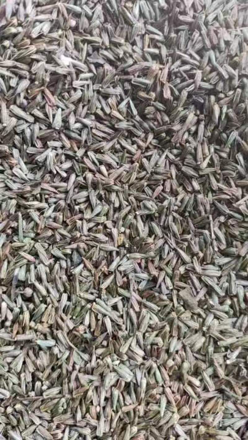 牛膝种子