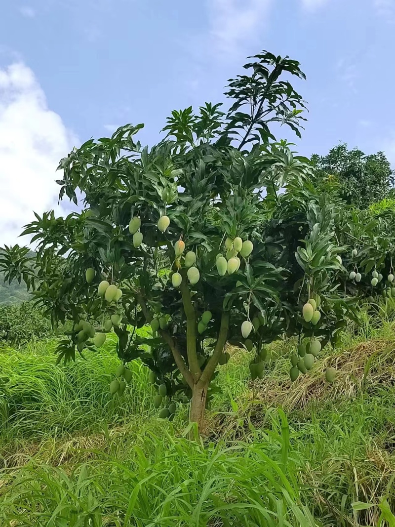 元阳台农基地货