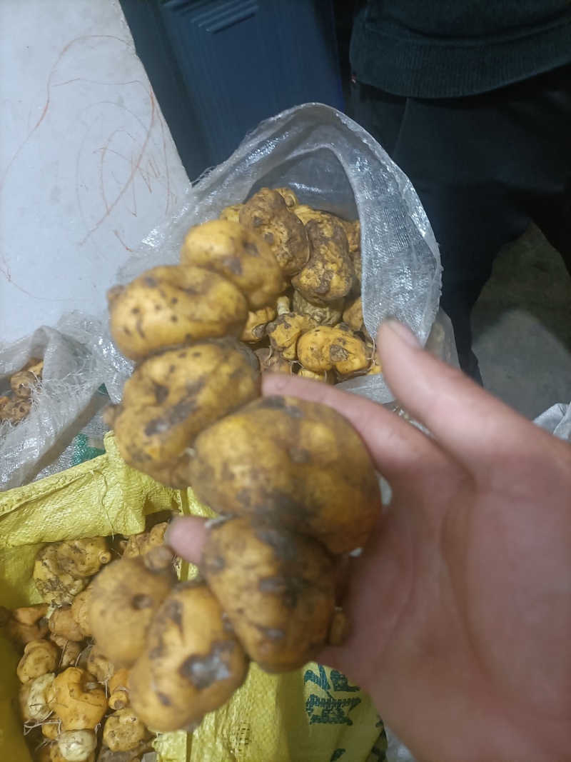 野生鸡头黄精