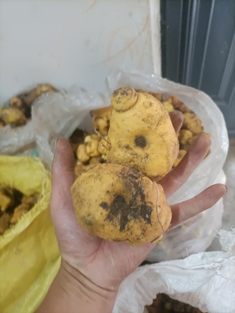 野生鸡头黄精