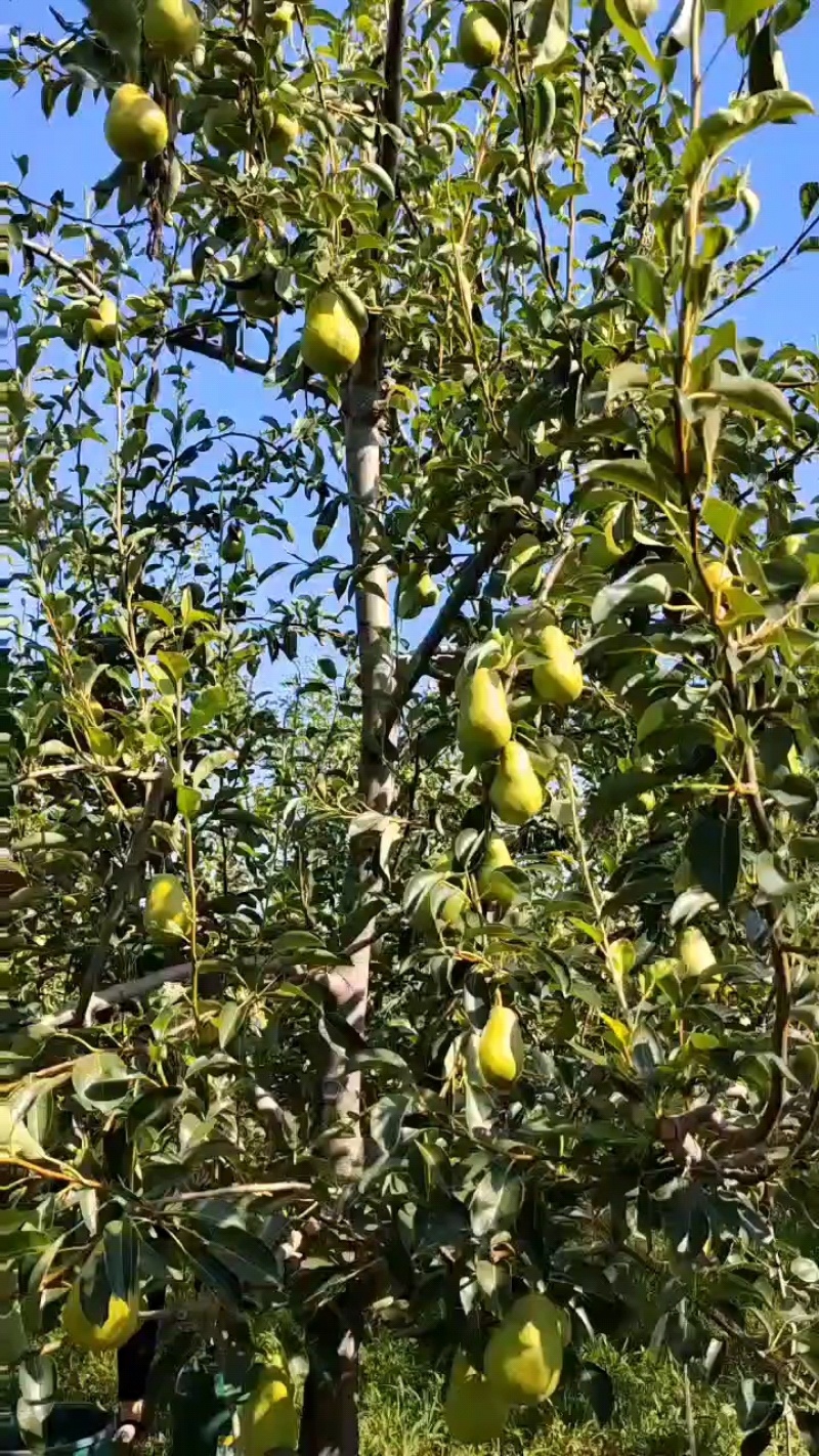 陕西香蕉梨批发洋梨葫芦梨茄梨大头梨耐储运整车供货