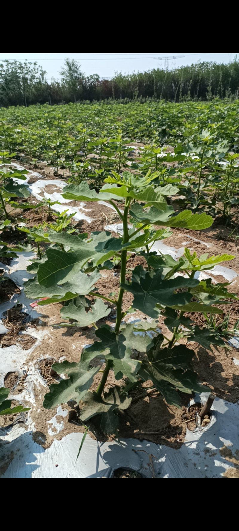 山东无花果苗波姬红无花果苗二十万无花果苗基地