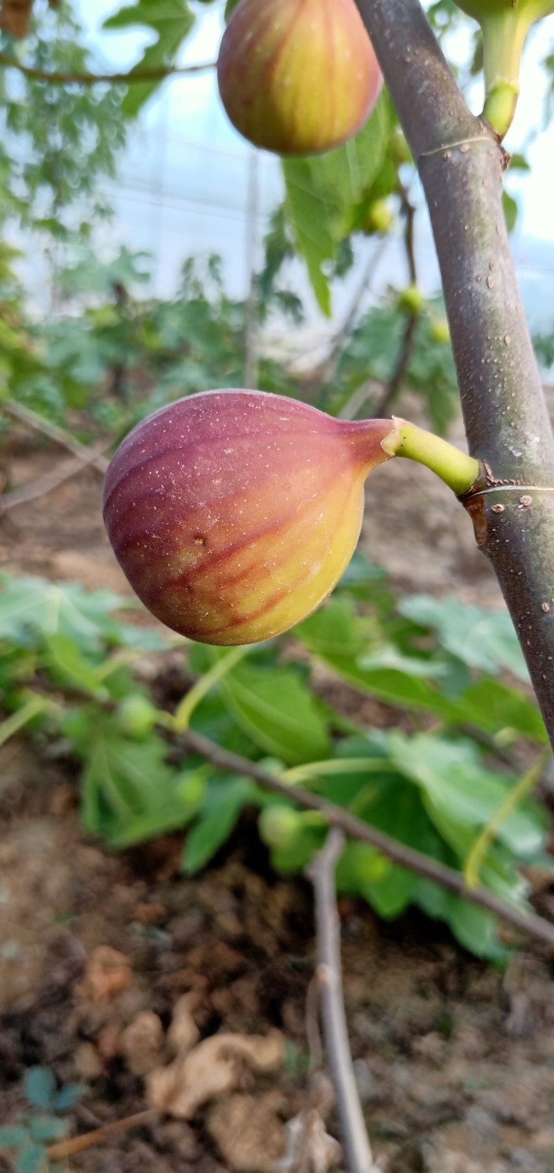 山东无花果苗波姬红无花果苗二十万无花果苗基地