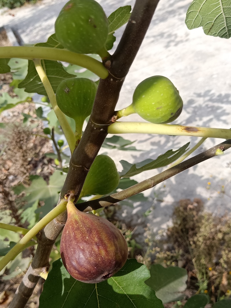 山东无花果苗波姬红无花果苗二十万无花果苗基地