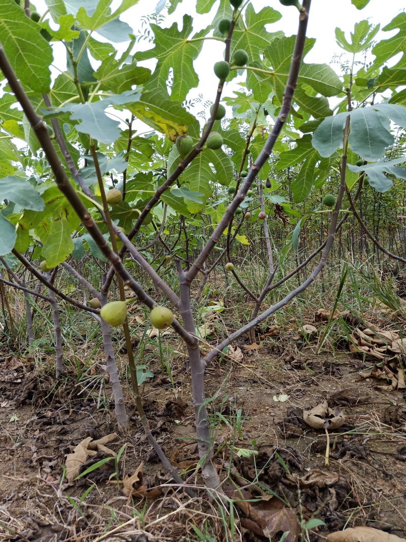 山东无花果苗波姬红无花果苗二十万无花果苗基地