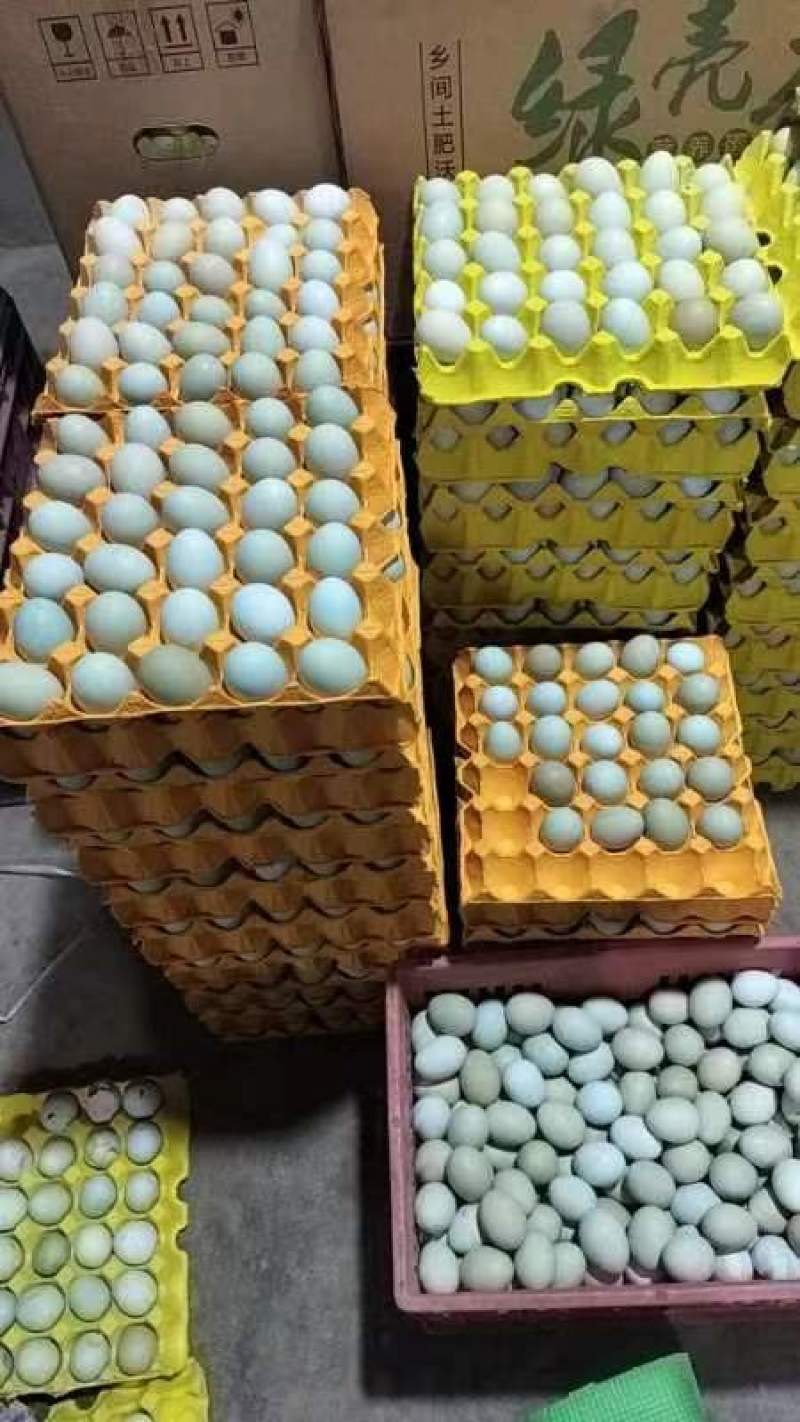 480枚装初生绿壳鸡蛋绿壳乌鸡蛋绿壳土鸡蛋山鸡蛋