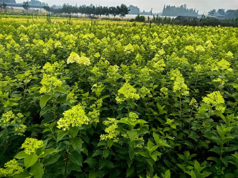 圆锥绣球石灰灯、圆锥绣球白极熊、圆锥绣球加仑盆