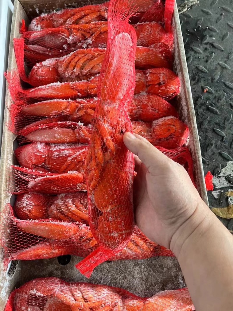 熟冻波龙450-500g