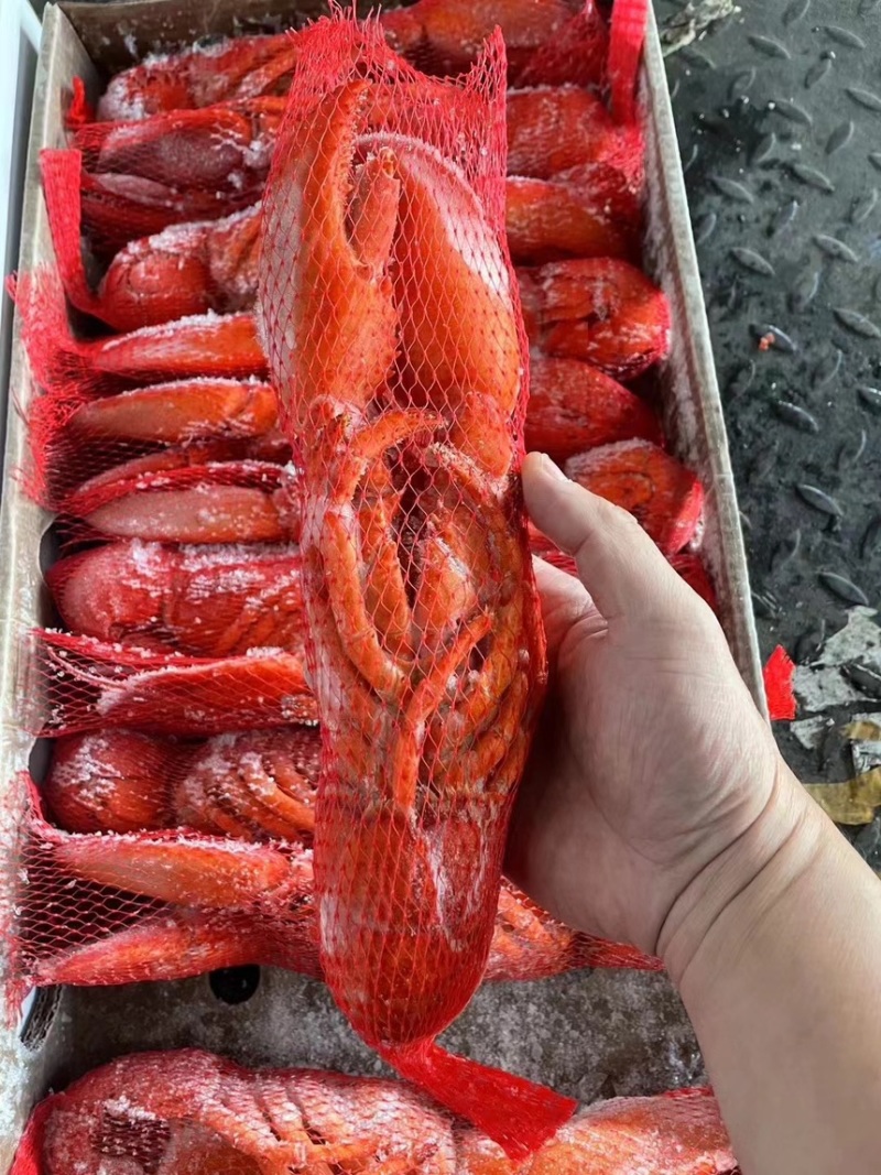 熟冻波龙450-500g