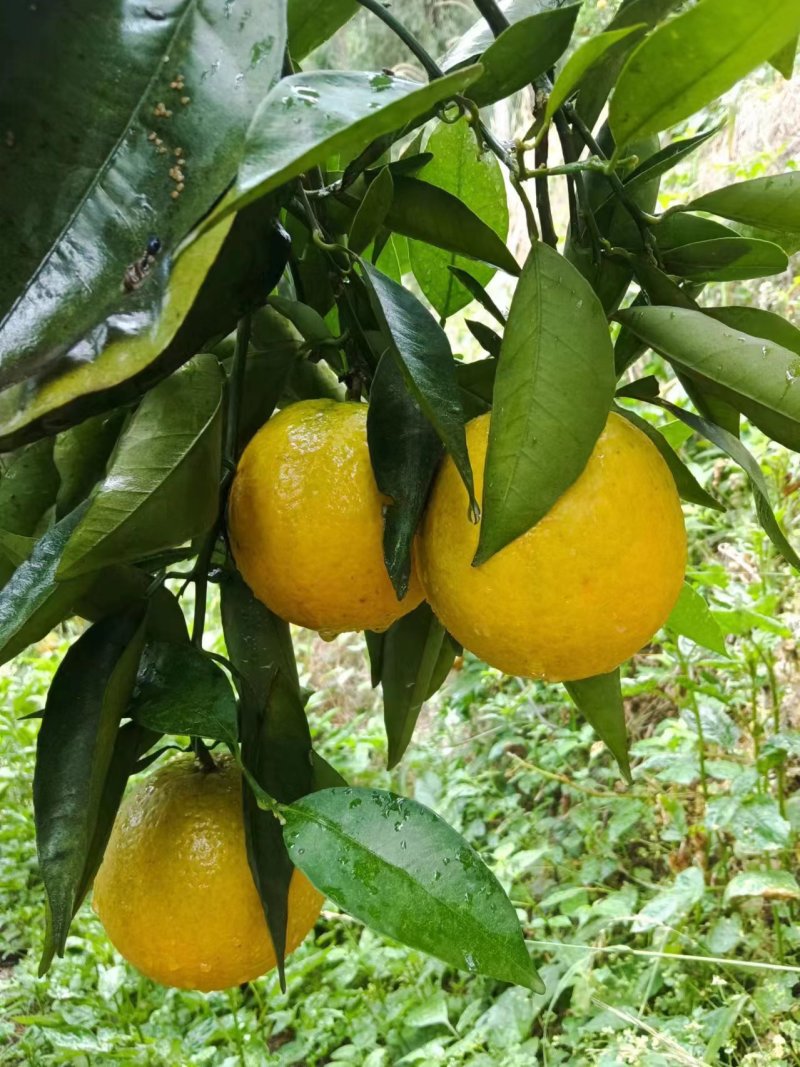 夏橙湖北橙子果靓味甜价优，一手产地货源品质保证