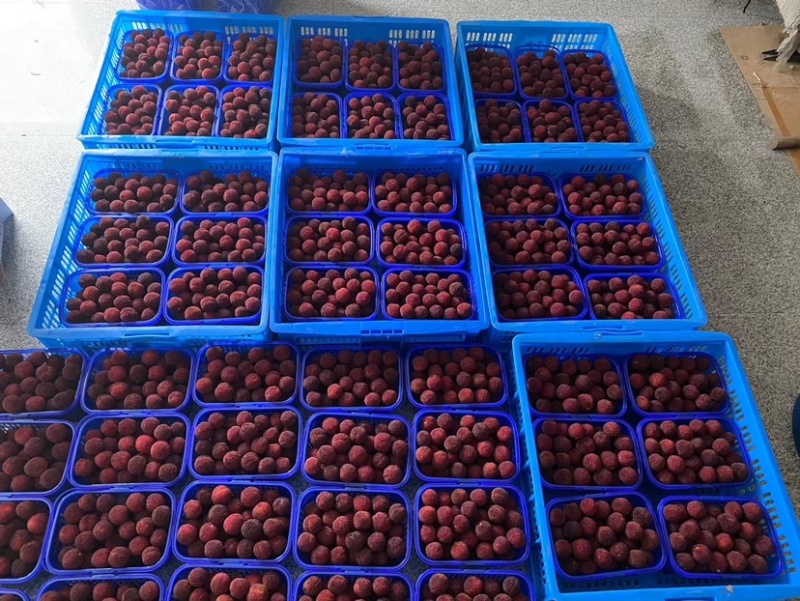 东魁杨梅，次级果，工厂果，承接代发