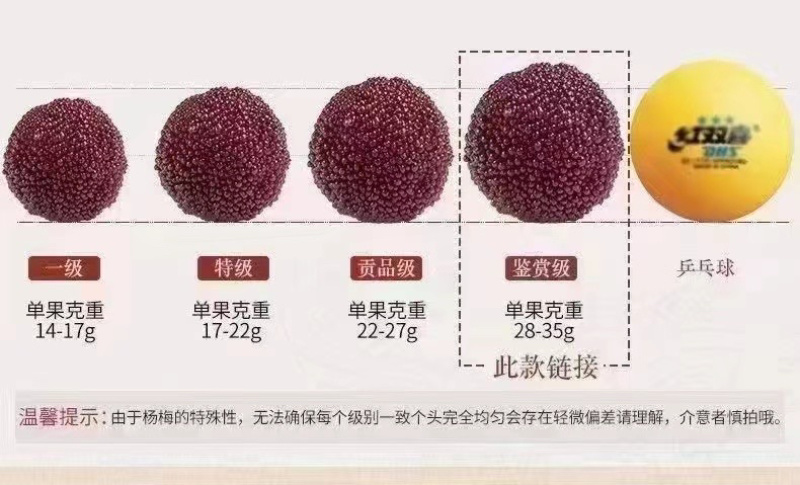 东魁杨梅，次级果，工厂果，承接代发