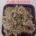 合欢花新货野生绒花正品干花可泡水农家自然晾干
