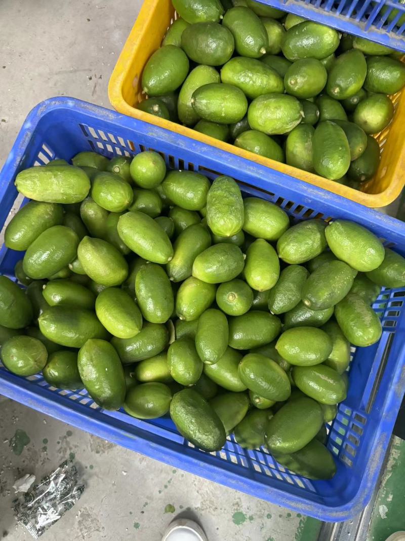 子弹头，香水柠檬，无籽柠檬