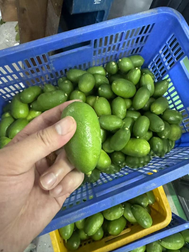 子弹头，香水柠檬，无籽柠檬
