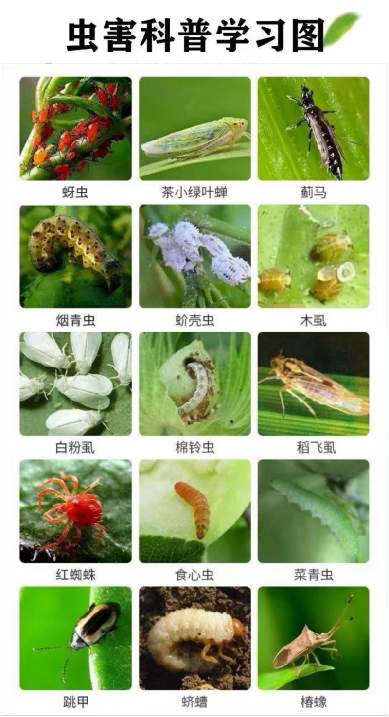 22%噻虫高氯氟蚜虫蓟马木虱白粉虱蚧壳虫跳甲果树蔬菜花卉