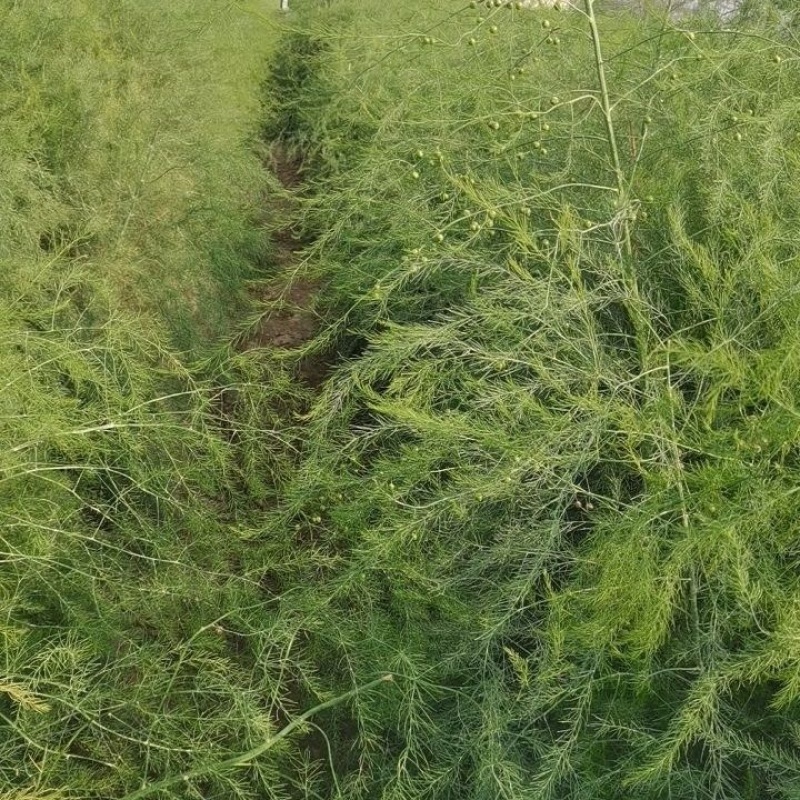 杂交一代芦笋苗大量供应品种纯价格优惠质量好