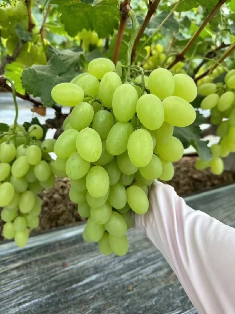 河北青提维多利亚葡萄大量上市万亩葡萄基地产地直发