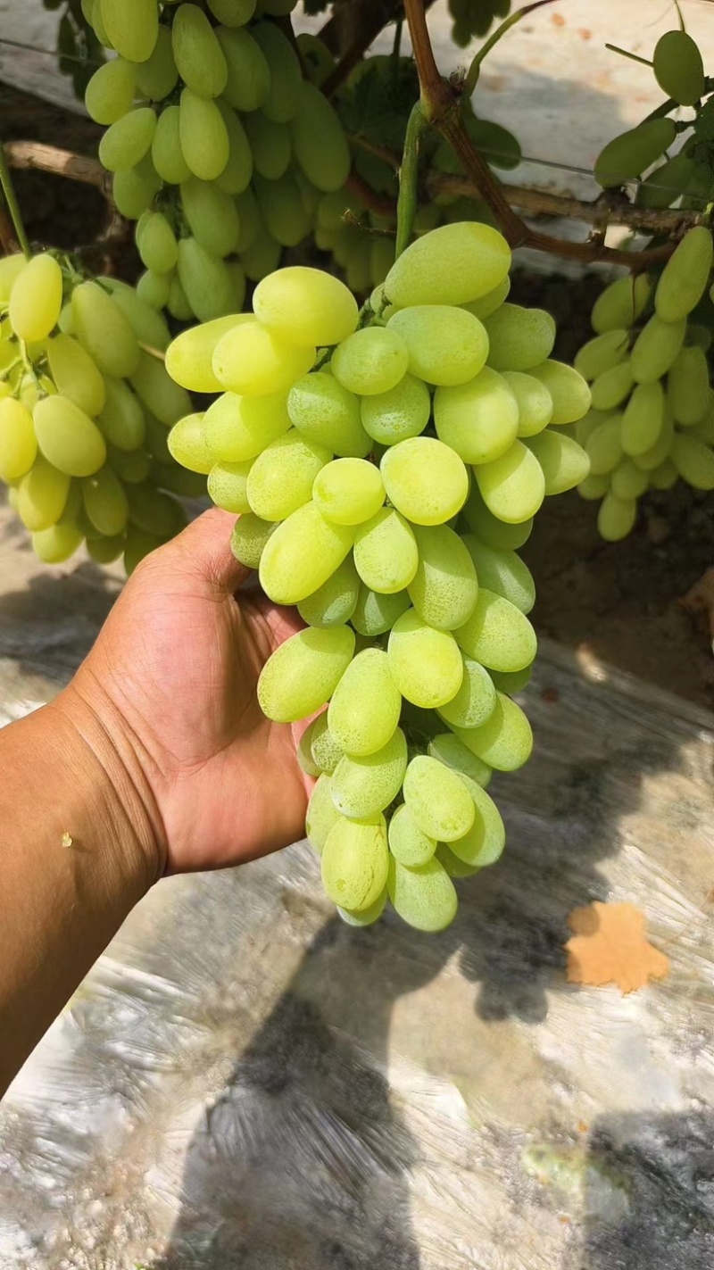 河北青提维多利亚葡萄大量上市万亩葡萄基地产地直发