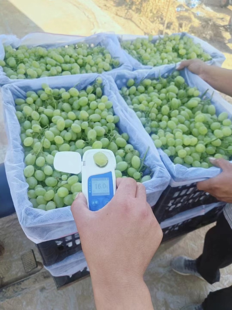 河北青提维多利亚葡萄大量上市万亩葡萄基地产地直发