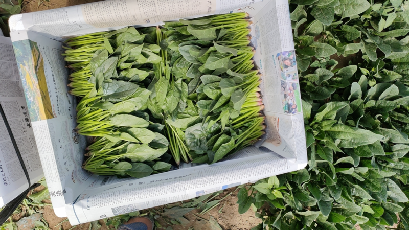 大叶菠菜