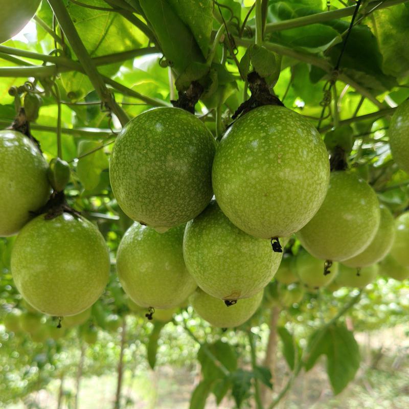 黄金百香果